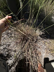 Andropogon gyrans