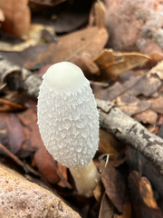 Coprinus spadiceisporus