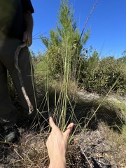 Andropogon gyrans