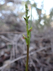 Prasophyllum calcicola