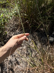 Andropogon gyrans
