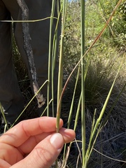 Andropogon gyrans
