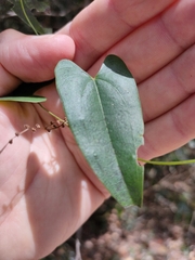 Dioscorea transversa