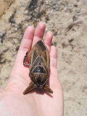 Lethocerus patruelis