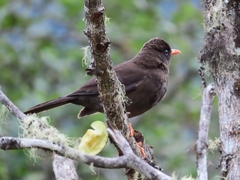 Turdus