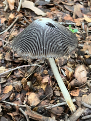 Coprinus spadiceisporus