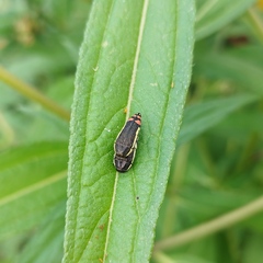 Acmaeodera flavomarginata