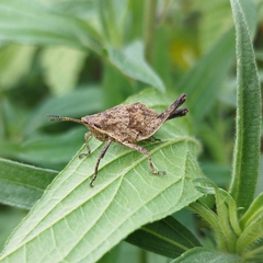 Sphenarium