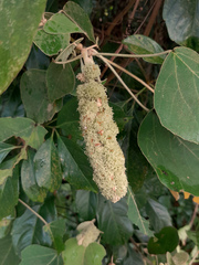 Mallotus mollissimus