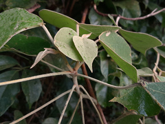 Mallotus mollissimus