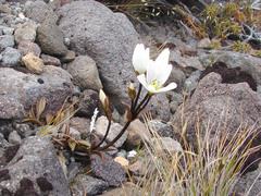 Gentianella bellidifolia
