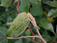 Mallotus mollissimus