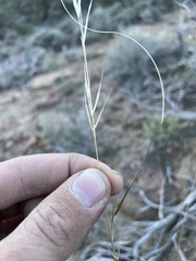 Hesperostipa comata