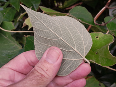 Mallotus mollissimus