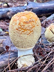 Amanita persicina