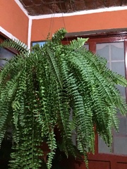 Nephrolepis cordifolia