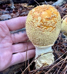 Amanita persicina