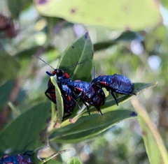 Alcaeorrhynchus grandis