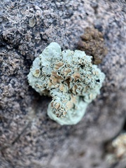 Rhizoplaca chrysoleuca