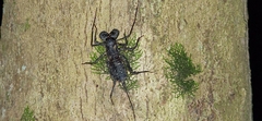 Typopeltis crucifer