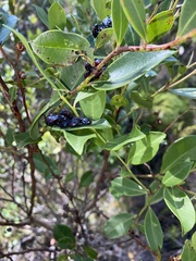 Alcaeorrhynchus grandis