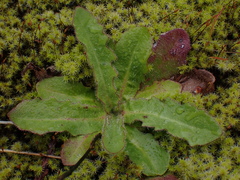 Hypochaeris
