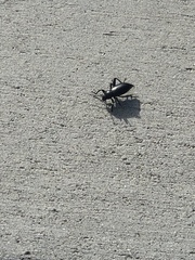 Eleodes grandicollis