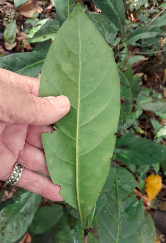 Atractocarpus fitzalanii