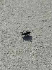 Eleodes grandicollis