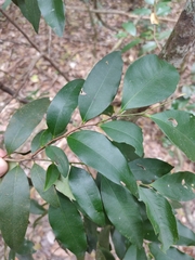 Diospyros pentamera