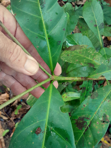 Atractocarpus fitzalanii