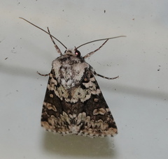 Lacinipolia strigicollis