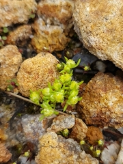 Siloxerus multiflorus