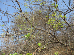 Senegalia nigrescens