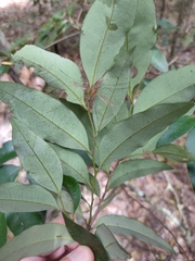 Diospyros pentamera