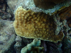 Mycedium elephantotus