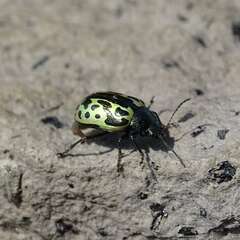 Zygogramma signatipennis