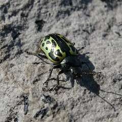 Zygogramma signatipennis