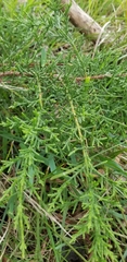 Cupressaceae