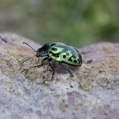 Zygogramma signatipennis