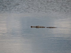 Crocodylus moreletii