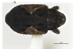 Hyperiosoma falcatum