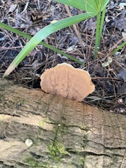 Ganoderma zonatum