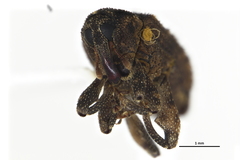 Hyperiosoma falcatum