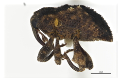 Hyperiosoma falcatum