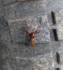 Micrathena sanctispiritus