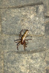 Micrathena sanctispiritus