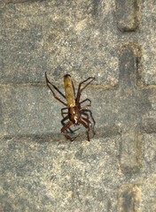 Micrathena sanctispiritus