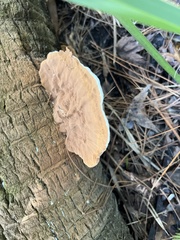Ganoderma zonatum