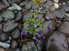 Viola adunca